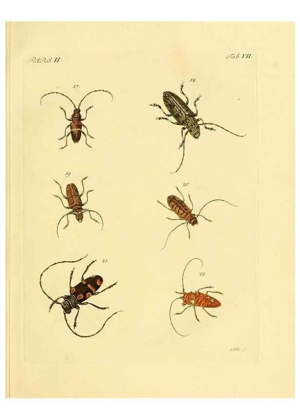 Reproducción/Reproduction 35972493760: J.E. Voet. M Doct. Catalogus systematicus coleopterorum =. À la Haye :Chez G. Bakhusen,[1804]-1806.