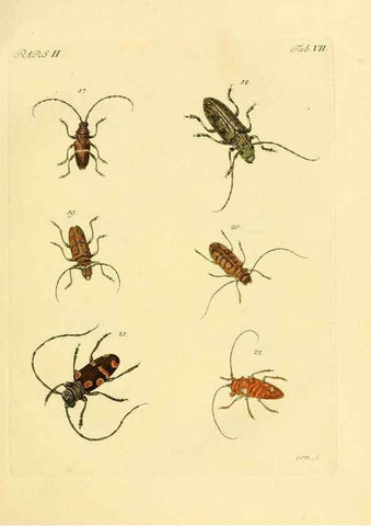 Reproducción/Reproduction 35972493760: J.E. Voet. M Doct. Catalogus systematicus coleopterorum =. À la Haye :Chez G. Bakhusen,[1804]-1806.