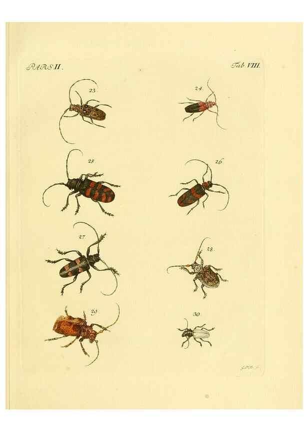 Reproducción/Reproduction 35972495370: J.E. Voet. M Doct. Catalogus systematicus coleopterorum =. À la Haye :Chez G. Bakhusen,[1804]-1806.