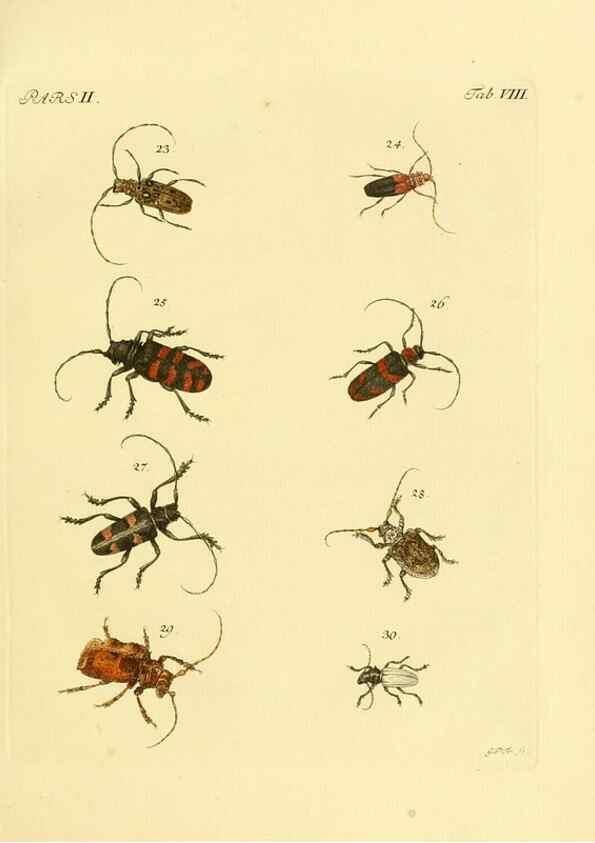 Reproducción/Reproduction 35972495370: J.E. Voet. M Doct. Catalogus systematicus coleopterorum =. À la Haye :Chez G. Bakhusen,[1804]-1806.