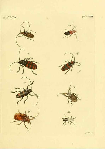 Reproducción/Reproduction 35972495370: J.E. Voet. M Doct. Catalogus systematicus coleopterorum =. À la Haye :Chez G. Bakhusen,[1804]-1806.