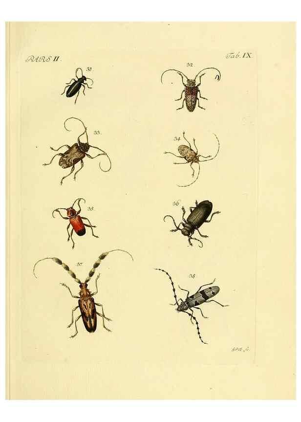 Reproducción/Reproduction 35972497140: J.E. Voet. M Doct. Catalogus systematicus coleopterorum =. À la Haye :Chez G. Bakhusen,[1804]-1806.