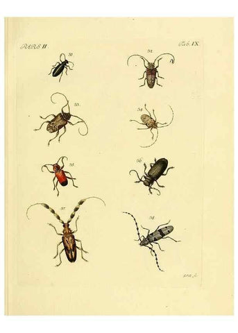 Reproducción/Reproduction 35972497140: J.E. Voet. M Doct. Catalogus systematicus coleopterorum =. À la Haye :Chez G. Bakhusen,[1804]-1806.