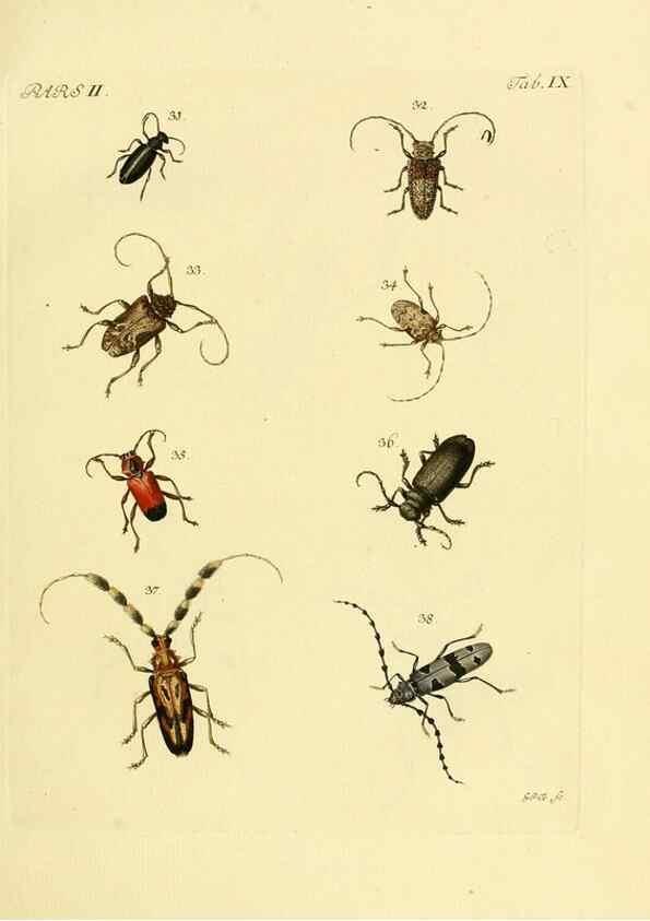 Reproducción/Reproduction 35972497140: J.E. Voet. M Doct. Catalogus systematicus coleopterorum =. À la Haye :Chez G. Bakhusen,[1804]-1806.
