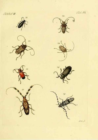 Reproducción/Reproduction 35972497140: J.E. Voet. M Doct. Catalogus systematicus coleopterorum =. À la Haye :Chez G. Bakhusen,[1804]-1806.