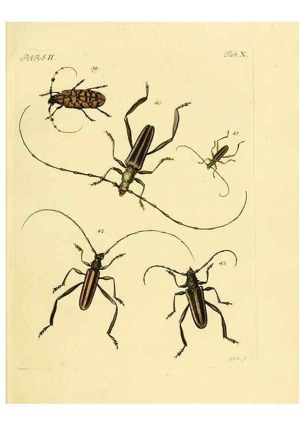 Reproducción/Reproduction 36200859962: J.E. Voet. M Doct. Catalogus systematicus coleopterorum =. À la Haye :Chez G. Bakhusen,[1804]-1806.