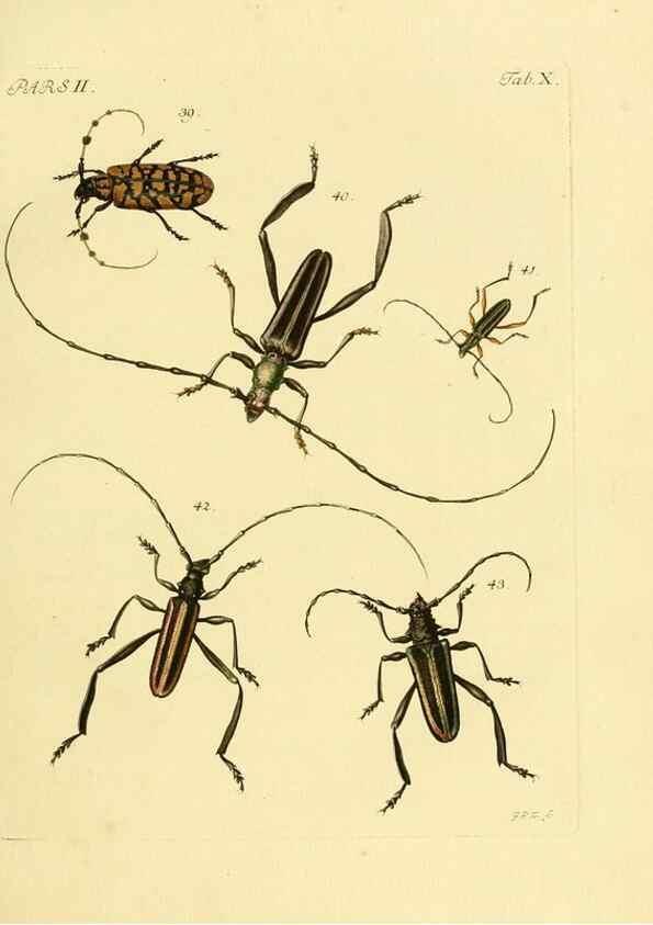 Reproducción/Reproduction 36200859962: J.E. Voet. M Doct. Catalogus systematicus coleopterorum =. À la Haye :Chez G. Bakhusen,[1804]-1806.