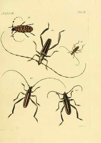 Reproducción/Reproduction 36200859962: J.E. Voet. M Doct. Catalogus systematicus coleopterorum =. À la Haye :Chez G. Bakhusen,[1804]-1806.