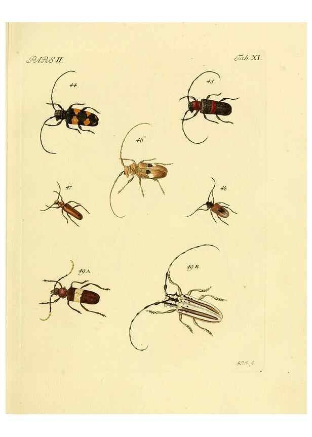 Reproducción/Reproduction 36369338375: J.E. Voet. M Doct. Catalogus systematicus coleopterorum =. À la Haye :Chez G. Bakhusen,[1804]-1806.
