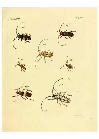 Reproducción/Reproduction 36369338375: J.E. Voet. M Doct. Catalogus systematicus coleopterorum =. À la Haye :Chez G. Bakhusen,[1804]-1806.