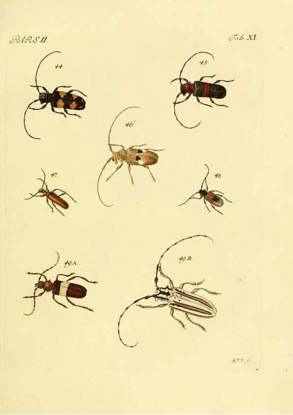 Reproducción/Reproduction 36369338375: J.E. Voet. M Doct. Catalogus systematicus coleopterorum =. À la Haye :Chez G. Bakhusen,[1804]-1806.