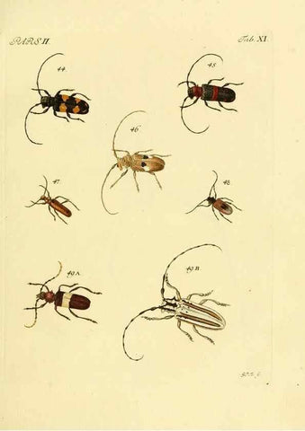 Reproducción/Reproduction 36369338375: J.E. Voet. M Doct. Catalogus systematicus coleopterorum =. À la Haye :Chez G. Bakhusen,[1804]-1806.