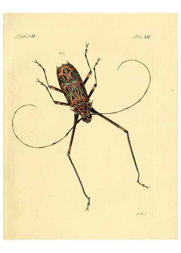 Reproducción/Reproduction 36200864392: J.E. Voet. M Doct. Catalogus systematicus coleopterorum =. À la Haye :Chez G. Bakhusen,[1804]-1806.
