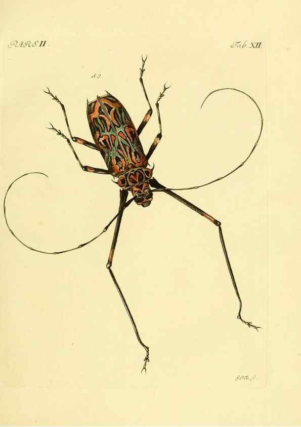 Reproducción/Reproduction 36200864392: J.E. Voet. M Doct. Catalogus systematicus coleopterorum =. À la Haye :Chez G. Bakhusen,[1804]-1806.