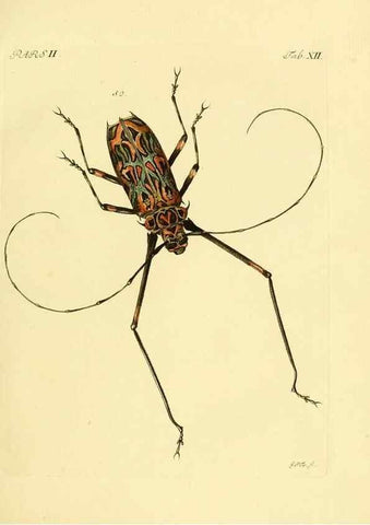 Reproducción/Reproduction 36200864392: J.E. Voet. M Doct. Catalogus systematicus coleopterorum =. À la Haye :Chez G. Bakhusen,[1804]-1806.
