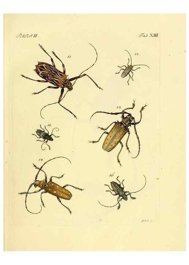 Reproducción/Reproduction 35972506210: J.E. Voet. M Doct. Catalogus systematicus coleopterorum =. À la Haye :Chez G. Bakhusen,[1804]-1806.