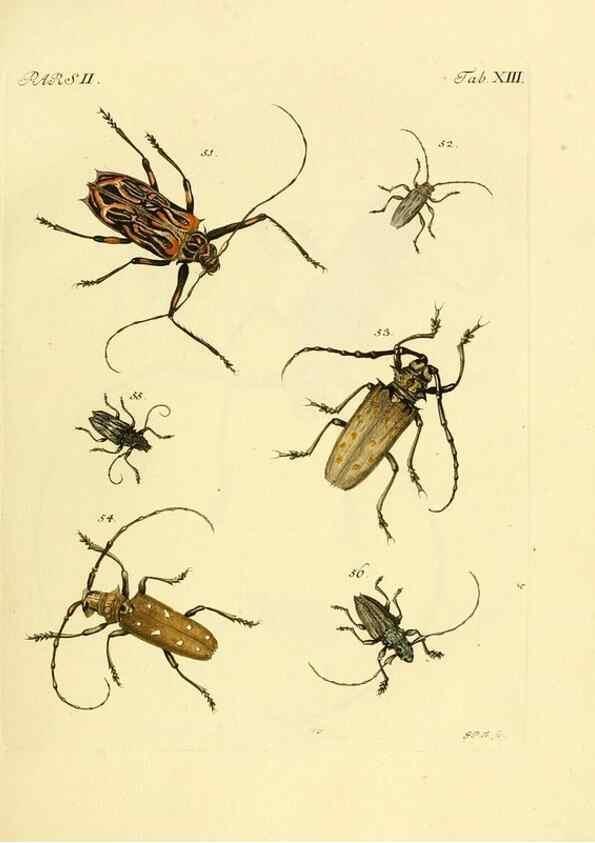 Reproducción/Reproduction 35972506210: J.E. Voet. M Doct. Catalogus systematicus coleopterorum =. À la Haye :Chez G. Bakhusen,[1804]-1806.