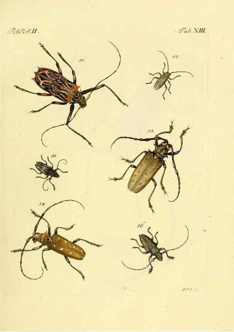 Reproducción/Reproduction 35972506210: J.E. Voet. M Doct. Catalogus systematicus coleopterorum =. À la Haye :Chez G. Bakhusen,[1804]-1806.