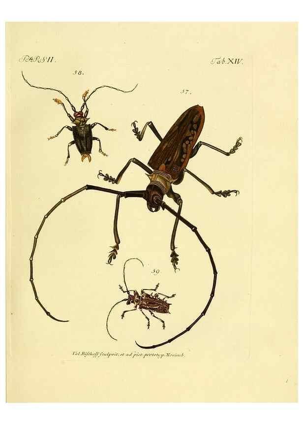 Reproducción/Reproduction 35972508470: J.E. Voet. M Doct. Catalogus systematicus coleopterorum =. À la Haye :Chez G. Bakhusen,[1804]-1806.