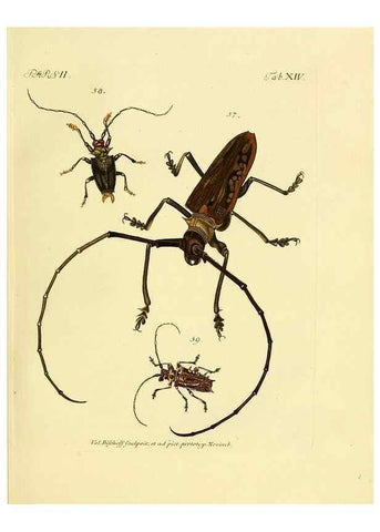 Reproducción/Reproduction 35972508470: J.E. Voet. M Doct. Catalogus systematicus coleopterorum =. À la Haye :Chez G. Bakhusen,[1804]-1806.