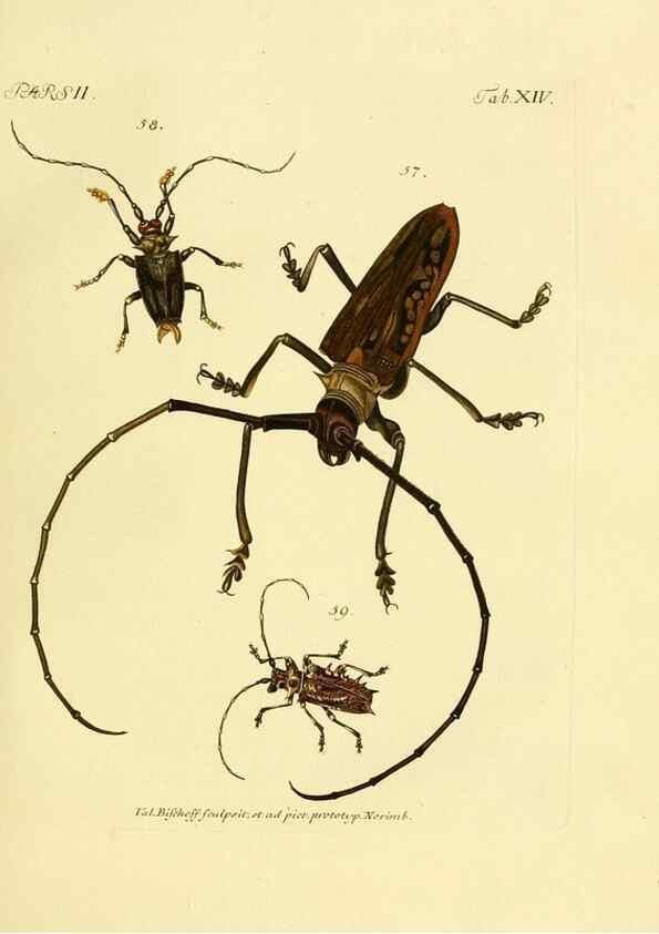 Reproducción/Reproduction 35972508470: J.E. Voet. M Doct. Catalogus systematicus coleopterorum =. À la Haye :Chez G. Bakhusen,[1804]-1806.