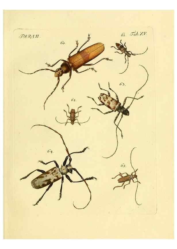 Reproducción/Reproduction 35972511240: J.E. Voet. M Doct. Catalogus systematicus coleopterorum =. À la Haye :Chez G. Bakhusen,[1804]-1806.