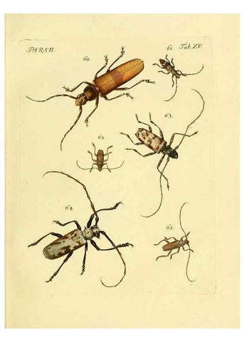 Reproducción/Reproduction 35972511240: J.E. Voet. M Doct. Catalogus systematicus coleopterorum =. À la Haye :Chez G. Bakhusen,[1804]-1806.