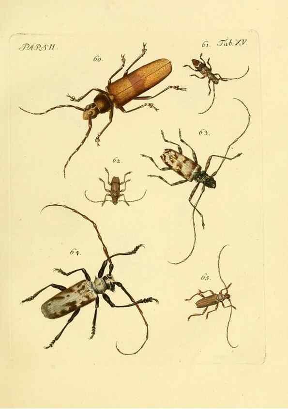 Reproducción/Reproduction 35972511240: J.E. Voet. M Doct. Catalogus systematicus coleopterorum =. À la Haye :Chez G. Bakhusen,[1804]-1806.