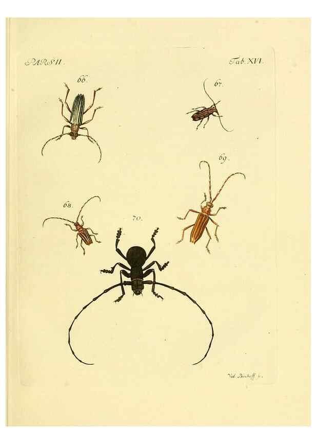 Reproducción/Reproduction 35972513910: J.E. Voet. M Doct. Catalogus systematicus coleopterorum =. À la Haye :Chez G. Bakhusen,[1804]-1806.