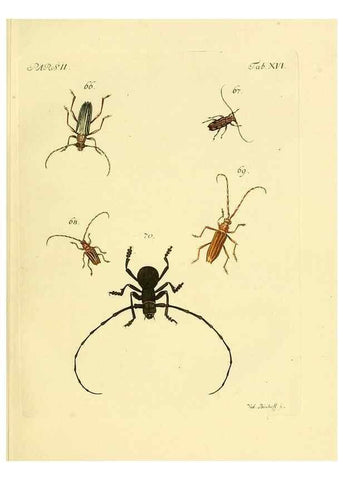 Reproducción/Reproduction 35972513910: J.E. Voet. M Doct. Catalogus systematicus coleopterorum =. À la Haye :Chez G. Bakhusen,[1804]-1806.