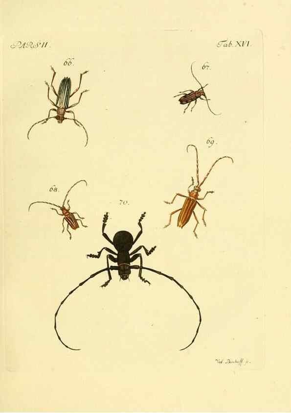 Reproducción/Reproduction 35972513910: J.E. Voet. M Doct. Catalogus systematicus coleopterorum =. À la Haye :Chez G. Bakhusen,[1804]-1806.