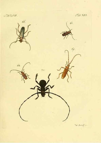 Reproducción/Reproduction 35972513910: J.E. Voet. M Doct. Catalogus systematicus coleopterorum =. À la Haye :Chez G. Bakhusen,[1804]-1806.