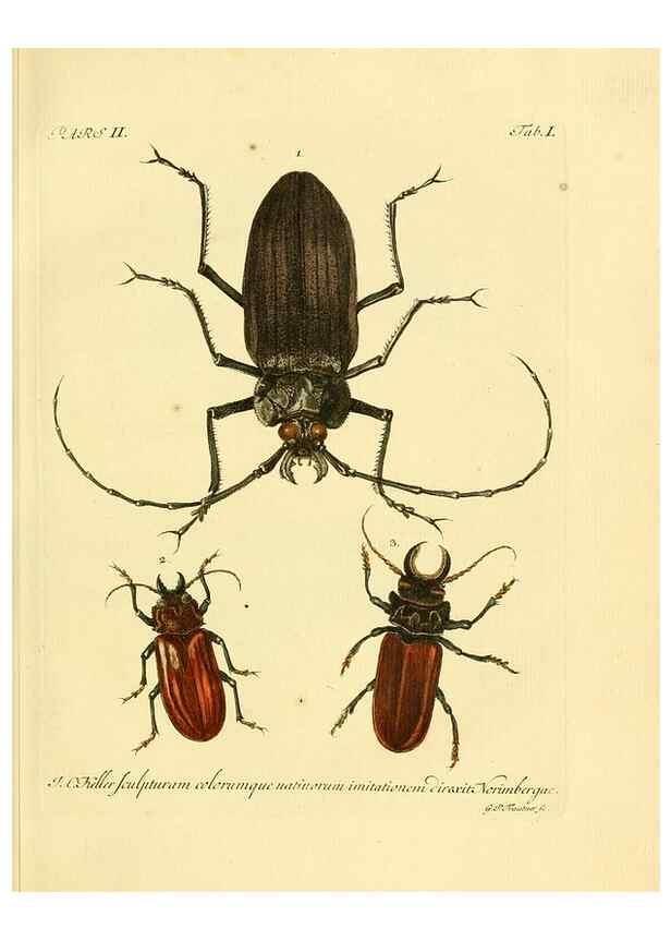 Reproducción/Reproduction 35560876983: J.E. Voet. M Doct. Catalogus systematicus coleopterorum =. À la Haye :Chez G. Bakhusen,[1804]-1806.