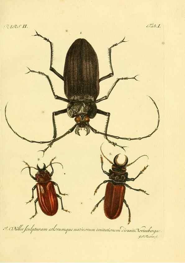 Reproducción/Reproduction 35560876983: J.E. Voet. M Doct. Catalogus systematicus coleopterorum =. À la Haye :Chez G. Bakhusen,[1804]-1806.