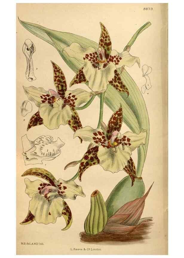 Reproducción/Reproduction 35218381444: Curtis's botanical magazine.. London ; New York [etc.] :Academic Press [etc.]