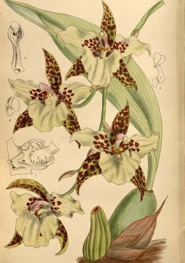Reproducción/Reproduction 35218381444: Curtis's botanical magazine.. London ; New York [etc.] :Academic Press [etc.]