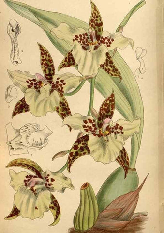 Reproducción/Reproduction 35218381444: Curtis's botanical magazine.. London ; New York [etc.] :Academic Press [etc.]