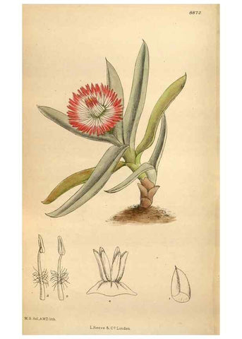 Reproducción/Reproduction 35218379164: Curtis's botanical magazine.. London ; New York [etc.] :Academic Press [etc.]