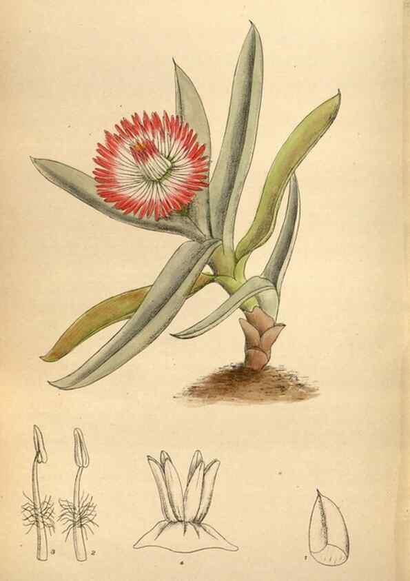 Reproducción/Reproduction 35218379164: Curtis's botanical magazine.. London ; New York [etc.] :Academic Press [etc.]