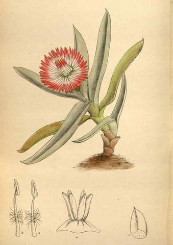 Reproducción/Reproduction 35218379164: Curtis's botanical magazine.. London ; New York [etc.] :Academic Press [etc.]