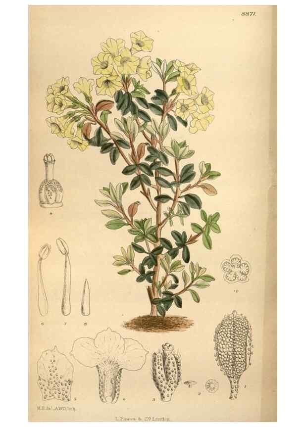 Reproducción/Reproduction 35886734752: Curtis's botanical magazine.. London ; New York [etc.] :Academic Press [etc.]