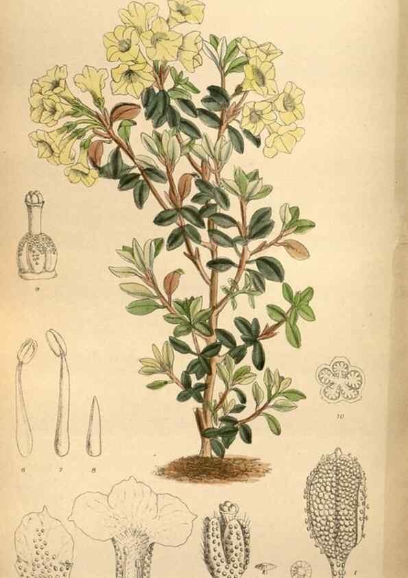 Reproducción/Reproduction 35886734752: Curtis's botanical magazine.. London ; New York [etc.] :Academic Press [etc.]