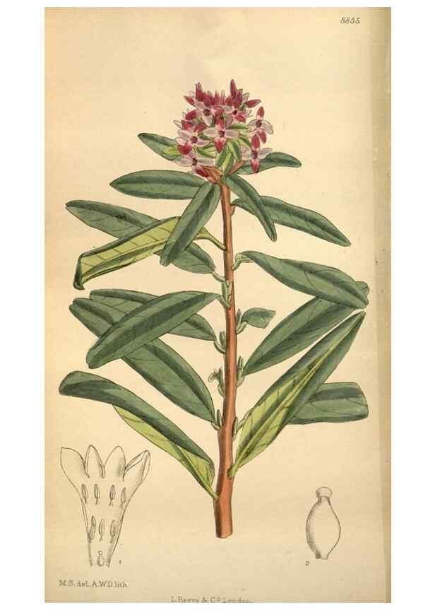 Reproducción/Reproduction 36057990115: Curtis's botanical magazine.. London ; New York [etc.] :Academic Press [etc.]