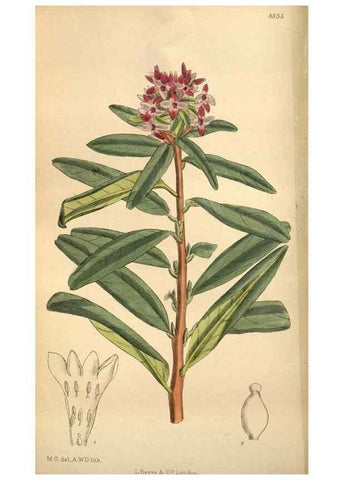 Reproducción/Reproduction 36057990115: Curtis's botanical magazine.. London ; New York [etc.] :Academic Press [etc.]