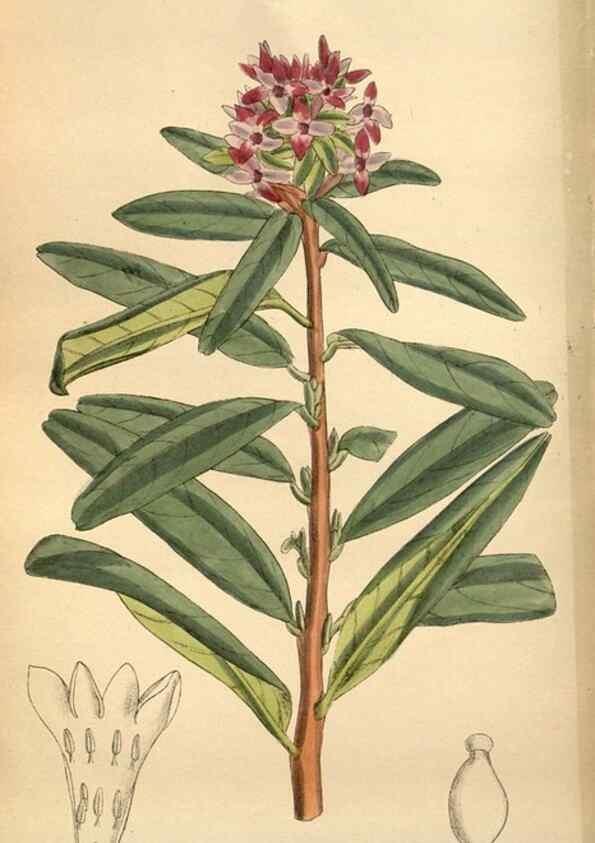 Reproducción/Reproduction 36057990115: Curtis's botanical magazine.. London ; New York [etc.] :Academic Press [etc.]