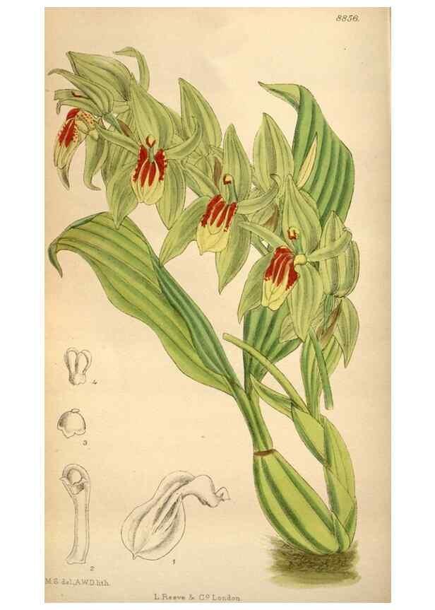 Reproducción/Reproduction 36057991625: Curtis's botanical magazine.. London ; New York [etc.] :Academic Press [etc.]
