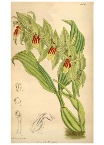 Reproducción/Reproduction 36057991625: Curtis's botanical magazine.. London ; New York [etc.] :Academic Press [etc.]