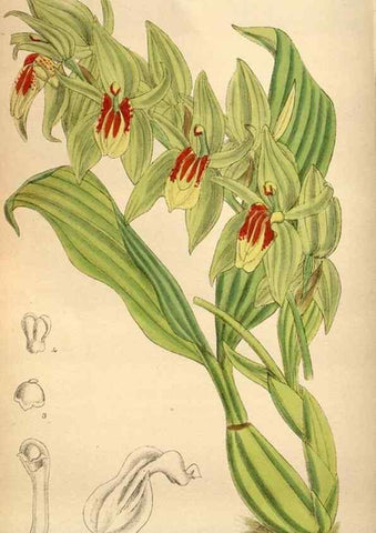Reproducción/Reproduction 36057991625: Curtis's botanical magazine.. London ; New York [etc.] :Academic Press [etc.]