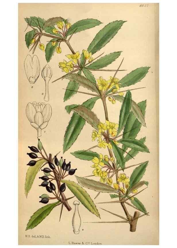 Reproducción/Reproduction 36057992935: Curtis's botanical magazine.. London ; New York [etc.] :Academic Press [etc.]