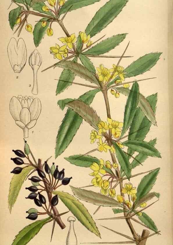 Reproducción/Reproduction 36057992935: Curtis's botanical magazine.. London ; New York [etc.] :Academic Press [etc.]